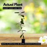 All Spice Plant / Sarvasugandhi / Jamaica pepper (Pimenta dioica) Flowering/Ornamental/Medicinal Live Plant (Home & Garden)