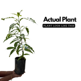 Abiu ( Pouteria Caimito ) Fruit Live Plant (Home & Garden)