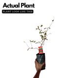 Pomegranate / Mathalam (Layered) (Punica granatum) Fruit Live Plant (Home & Garden)