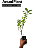 Kesavardhini Plant (Centratherum Punctatum) Flowering/Ornamental/Medicinal Live Plant (Home & Garden)