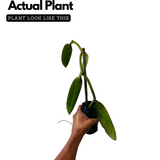 Vanilla Plant (Vanilla planifolia) Ornamental/Medicinal Live Plant (Home & Garden)