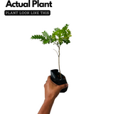 Pathimugam / Biancaea Sappan / Sappanwood (Caesalpinia Sappan) Flowering/Ornamental/Medicinal/ Live Plant (Home & Garden)