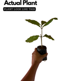 Sand paper Vine / Purple Wreath (Petrea Volubilis) Wine Creeper Flowering/Ornamental Live Plant (Home & Garden)