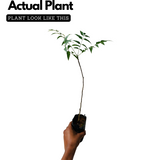 Neem Tree / Aariveppu (Azadirachta indica) Ornamental/Medicinal Live Plant (Home & Garden)