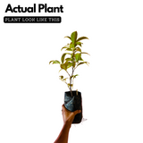 Jalpai Fruit / Wild olives (Elaeocarpus serratus) Fruit Live Plant (Home & Garden)