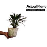 Raphis Palm / Lady Palm (Rhapis excelsa) Ornamental Live Plant (Home & Garden)