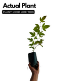 Passion Flower ( Passiflora incarnata ) Flowering/Ornamental Live Plant (Home & Garden)