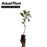 Kili Njaval (Ardisia elliptica) Fruit / Medicinal Live Plant (Home & Garden)