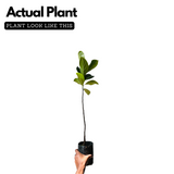 Thenvarikka Jackfruit (artocarpus heterophyllus) Fruit Live Plant (Home & Garden)