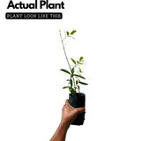 White Sandal Wood Plant / Chandanam (Santalum album) Ornamental Live Plant (Home & Garden)