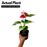 Red Anthurium (Anthurium andraeanum) Flowering/Ornamental Live Plant (Home & Garden)