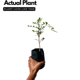 Maramulla (Murraya paniculata) Flowering/Ornamental Live Plant (Home & Garden)