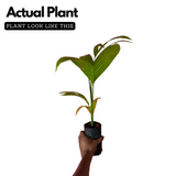 Inter Mangala Arecanut (Areca catechu) Fruit/Medicinal Live Plant (Home & Garden)