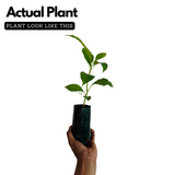 Chempakam Seedling Plant (Magnolia Champaca) Flowering/Ornamental Live Plant (Home & Garden)