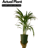 Areca Palm (Dypsis lutescens) Ornamental Live Plant (Home & Garden)