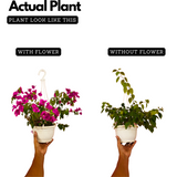 Hanging Bougainvillea / Paperflower (Bougainvillea glabra) Flowering/Ornamental Live Plant (Home & Garden)