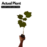 Changing Rose (Hibiscus mutabilis) Flowering/Ornamental Live Plant (Home & Garden)