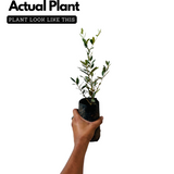 Olive Plant (Olea europaea) Fruit Live Plant (Home & Garden)