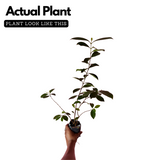 Strawberry Guava / Red Guava (Psidium cattleianum) Fruit Live Plant (Home & Garden)