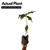 Peanut Butter (Bunchosia glandulifera) Seedling Fruit Live Plant (Home & Garden)