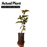 Thailand All Season Mango ( Mangifera indica ) Grafted Fruit Live Plant (Home & Garden)