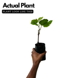 Grape / Munthiri (Black) (Vitis vinifera) Fruit/Ornamental Live Plant (Home & Garden)