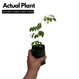 Neelamari | The Indigo Plant (Indigofera Tinctoria) Flowering/Ornamental/Medicinal Live Plant (Home & Garden)