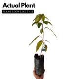 Langsat | Lanzones ( Lansium Domesticum ) Fruit Live Plant (Home & Garden)