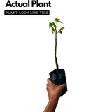 Chaya Mansa / Tree Spinach (Cnidoscolus aconitifolius) Ornamental/Medicinal Live Plant (Home & Garden)