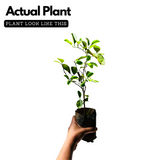 Lemon / Cherunaranga (Citrus limon) Fruit/Ornamental Live Plant (Home & Garden)