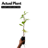 Insulin Plant (Chamaecostus cuspidatus) Flowering/Medicinal Live Plant (Home & Garden)