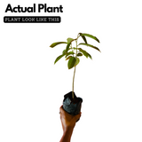 Rollinia Fruit / Biribǭ (Annona mucosa) Fruit Live Plant (Home & Garden)