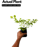 Golden Duranta / Golden Dew Drop (Duranta erecta) Ornamental Live Plant (Home & Garden)