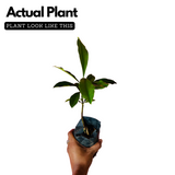 Baraba ( Garcinia intermedia ) Fruit/Flowering/Ornamental Live Plant (Home & Garden)