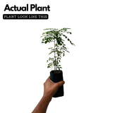 Curry Leaves / Curry Veppu (Murraya koenigii) Ornamental/Medicinal Live Plant (Home & Garden)