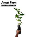 Coffee Plant (Coffea) Fruit/Flowering/Ornamental/Medicinal/ Live Plant (Home & Garden)