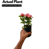 Pink Ixora / Pink Chethi (Ixora coccinea) Flowering/Ornamental Live Plant (Home & Garden)