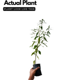 Bhringraj / False Daisy (Eclipta prostrata) Flowering/Ornamental/Medicinal/ Live Plant (Home & Garden)