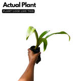 Spider Lilly (Hymenocallis littoralis) Flowering/Ornamental Live Plant (Home & Garden)