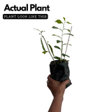 Curtain Plant (Vernonia Elaeagnifolia) Ornamental Live Plant (Home & Garden)