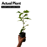 Litchi / Lychee (Litchi chinensis) Fruit Live Plant (Home & Garden)