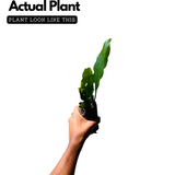 Nishagandhi / Brahma Kamal / Queen of the Night (Epiphyllum oxypetalum) Flowering/Ornamental Live Plant (Home & Garden)