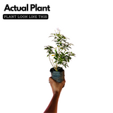 Flowering Plant Birth Star: Thiruvathira (Plant:Nandyarvattam / Pinwheel Flower / Crape jasmine) (Tabernaemontana divaricata) Flowering / Ornamental Live Plant (H&G)