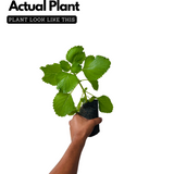 Chuma Koorka / Iruveli (Coleus Zeylanicus) Medicinal Live Plant (Home & Garden)