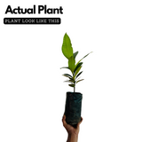 Mangosteen ( Garcinia mangostana ) Live Fruit Plant (Home & Garden)