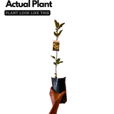 Seethapazham / Custard Apple (Annona reticulata) Fruit Live Plant (Home & Garden)