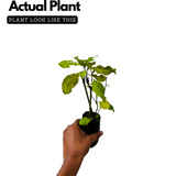 Red Leadwort / Chuvanna koduveli / Chethi koduveli (Plumbago Indica) Flowering/Ornamental/Medicinal Live Plant (Home & Garden)