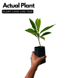 Egg Fruit / Muttapazham / Canistel (Pouteria campechiana) Fruit Live Plant (Home & Garden)