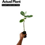 Erukku / Crown Flower (Calotropis gigantea) Flowering/Ornamental/Medicinal/ Live Plant (Home & Garden)