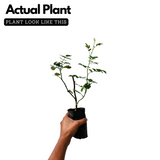 Pink Rose (Rosa meldomonac.) Flowering/Ornamental Live Plant (Home & Garden)